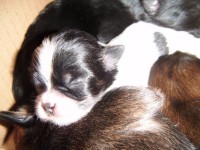 /album/galeria-de-fotos-filhotes-disponiveis/femea-parti-jpg/